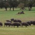 Lo Stato Spagnolo per via del Ministero dell’Agricoltura ha fatto costruire finalmente un regolamento per la corretta identificazione e vendita del prosciutto iberico “patanegra“, dopo di otto mesi di negoziati...